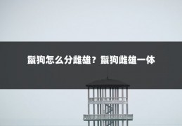 鬣狗怎么分雌雄?鬣狗雌雄一体