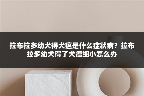 拉布拉多幼犬得犬瘟是什么症状病?拉布拉多幼犬得了犬瘟细小怎么办