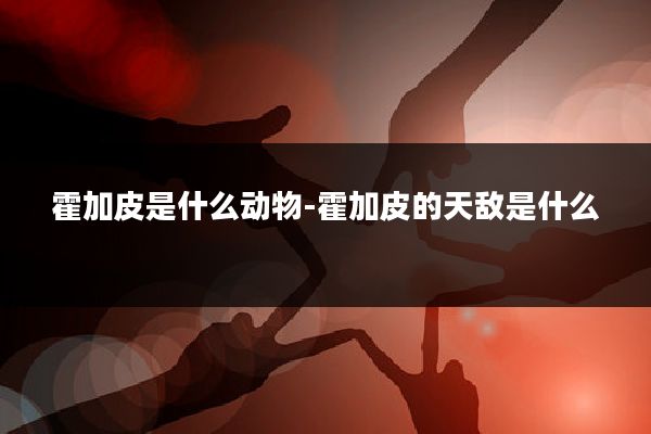 霍加皮是什么动物-霍加皮的天敌是什么