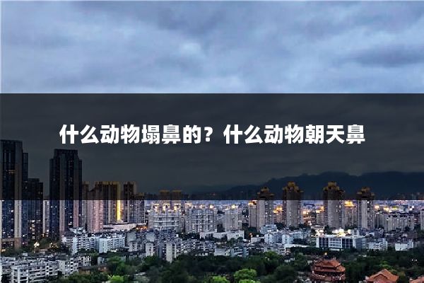 什么动物塌鼻的?什么动物朝天鼻