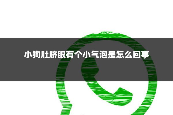 小狗肚脐眼有个小气泡是怎么回事