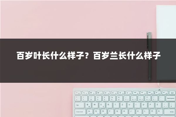 百岁叶长什么样子？百岁兰长什么样子