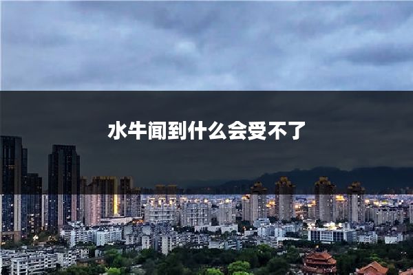 水牛闻到什么会受不了