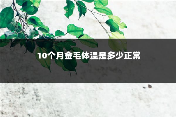 10个月金毛体温是多少正常