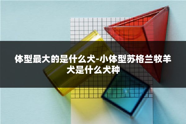 体型最大的是什么犬-小体型苏格兰牧羊犬是什么犬种