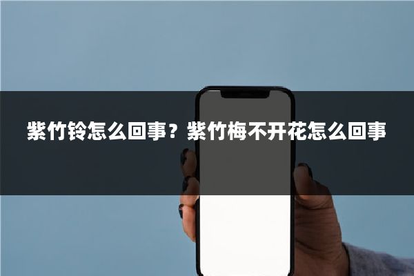 紫竹铃怎么回事？紫竹梅不开花怎么回事