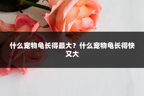 什么宠物龟长得最大?什么宠物龟长得快又大