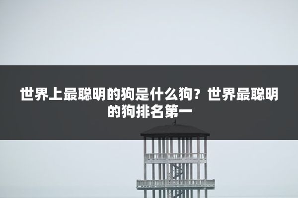 世界上最聪明的狗是什么狗?世界最聪明的狗排名第一