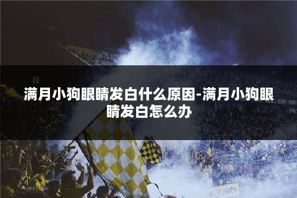 满月小狗眼睛发白什么原因-满月小狗眼睛发白怎么办