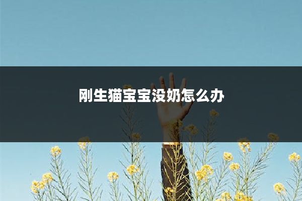 刚生猫宝宝没奶怎么办