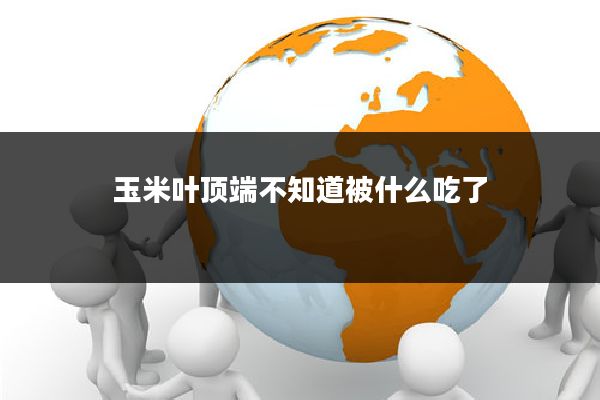 玉米叶顶端不知道被什么吃了