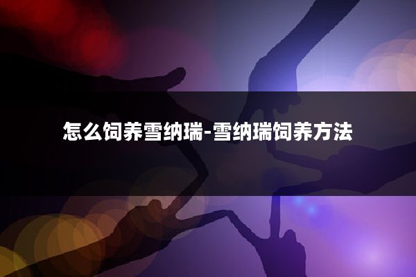 怎么饲养雪纳瑞-雪纳瑞饲养方法