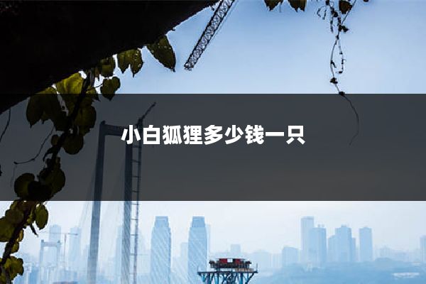 小白狐狸多少钱一只