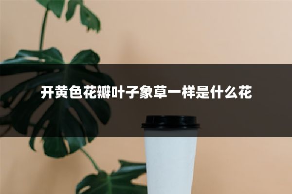 开黄色花瓣叶子象草一样是什么花