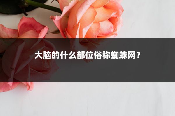 大脑的什么部位俗称蜘蛛网？