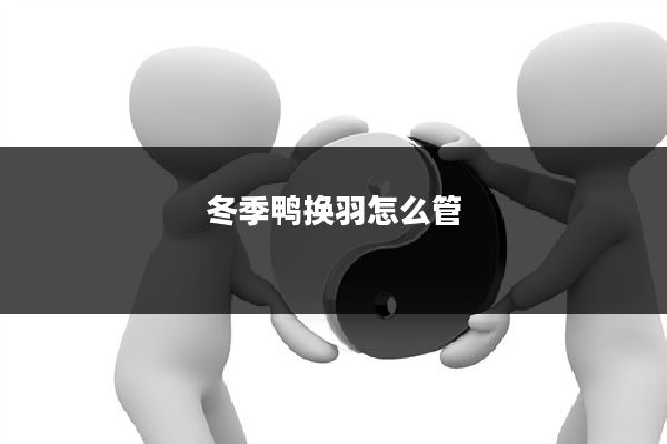 冬季鸭换羽怎么管