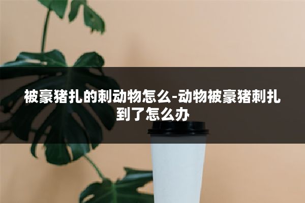 被豪猪扎的刺动物怎么-动物被豪猪刺扎到了怎么办
