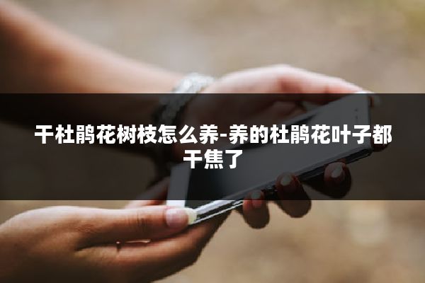 干杜鹃花树枝怎么养-养的杜鹃花叶子都干焦了