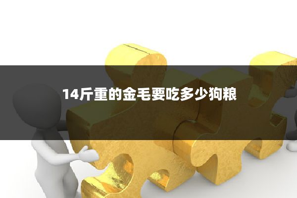 14斤重的金毛要吃多少狗粮