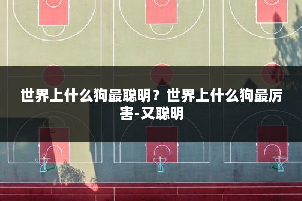世界上什么狗最聪明?世界上什么狗最厉害-又聪明