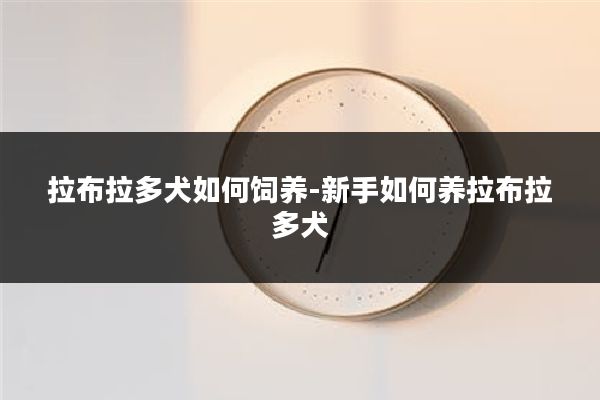 拉布拉多犬如何饲养-新手如何养拉布拉多犬